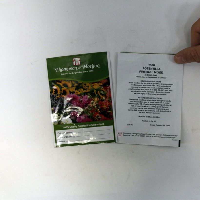 Example of Potentilla atrosanguinea Fireball Mixed per pack of 100 seeds specimen as delivered
