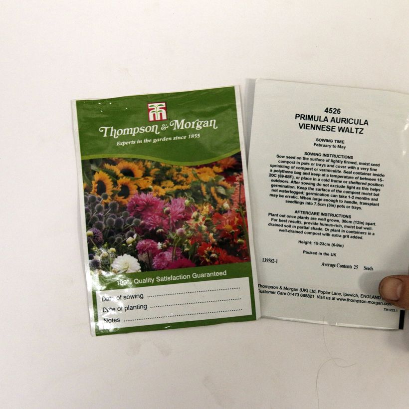 Example of Primula auricula Viennese Waltz per pack of 25 seeds specimen as delivered