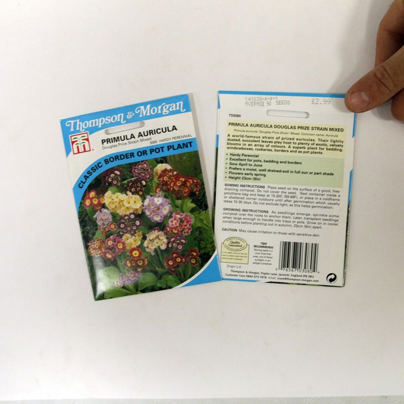 Example of Primula auricula Douglas Prize Mix per pack of 250 seeds (0,1g) specimen as delivered