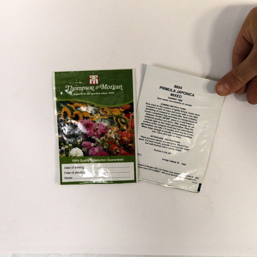 Example of Primula japonica Mixed per pack of 50 seeds specimen as delivered