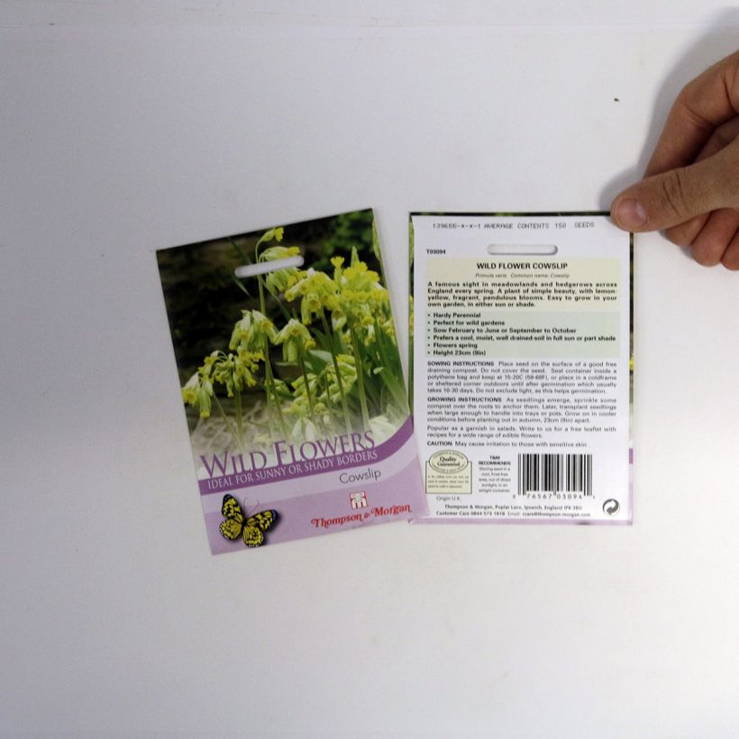Example of Primula veris Seeds - Cowslip specimen as delivered