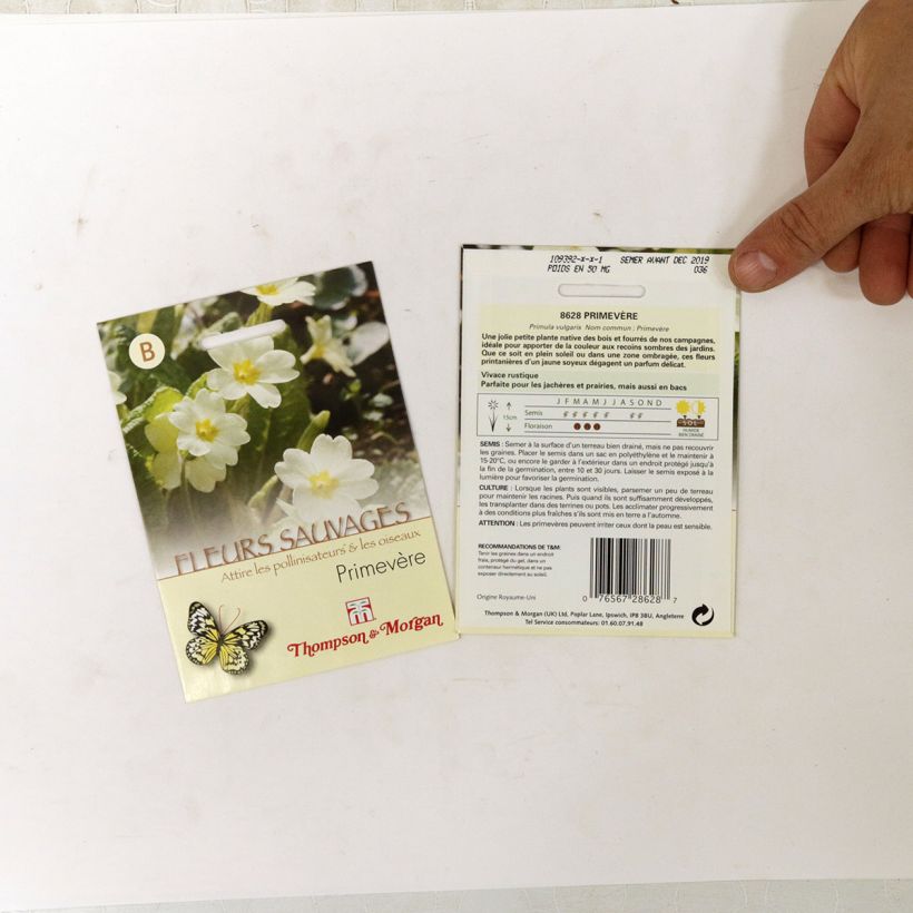 Example of Primula vulgaris- English Primrose per pack of 50 seeds specimen as delivered