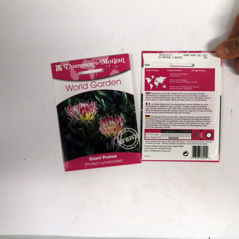 Example of Protea cynaroides per pack of 0.05 seeds specimen as delivered