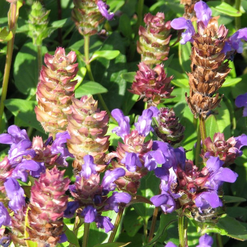 Prunella grandiflora Freelander Blue - Self-heal (Flowering)