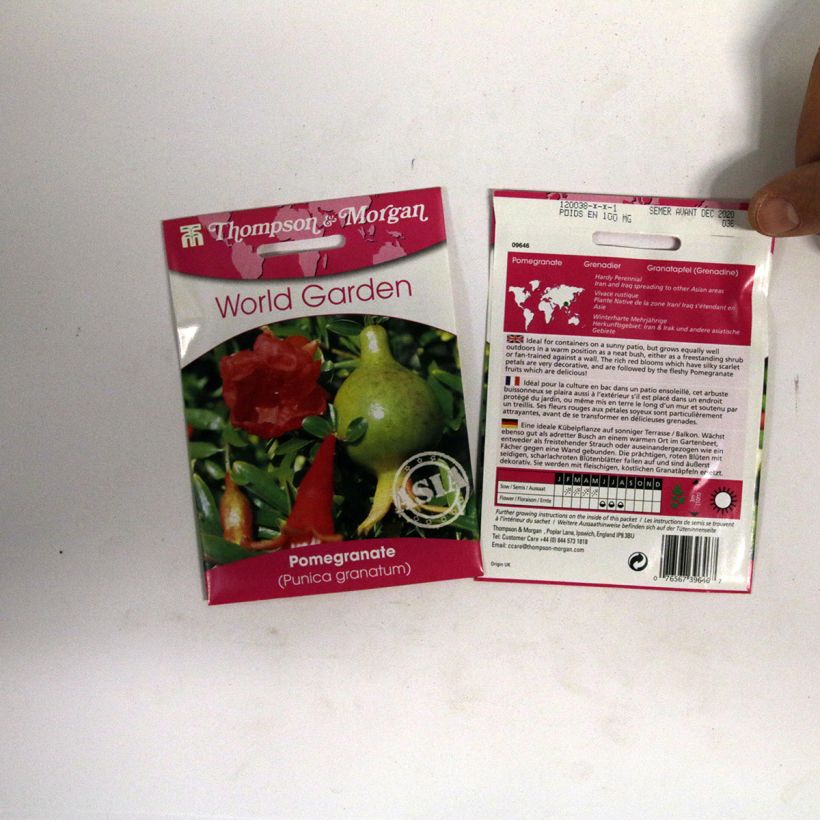 Example of Punica granatum - Pomegranate Seeds per pack of 4 seeds specimen as delivered
