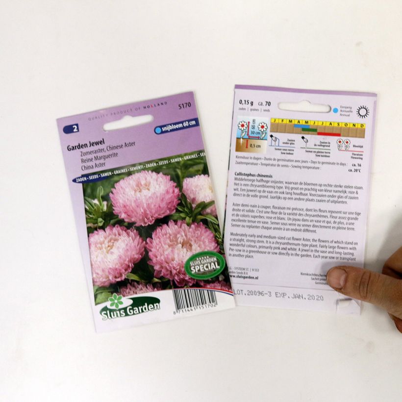 Example of China aster Garden Jewel Rose Seeds per pack of 150 seeds (0,4g) specimen as delivered