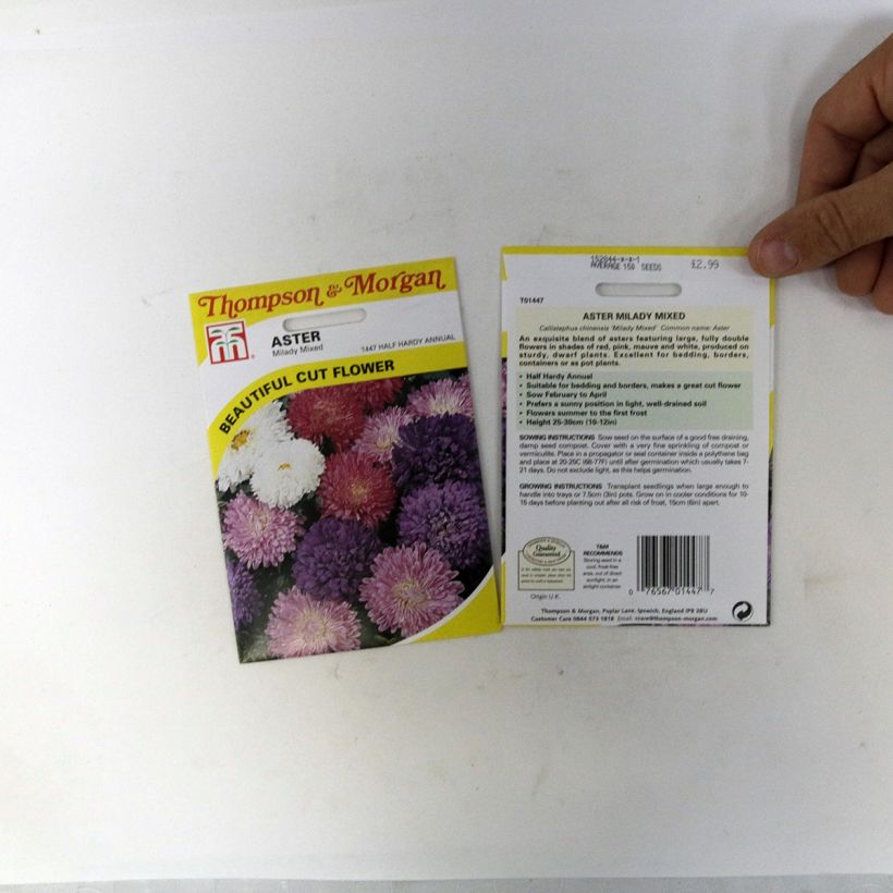 Example of China aster Milady Mix Seeds per pack of 150 seeds (0,4g) specimen as delivered