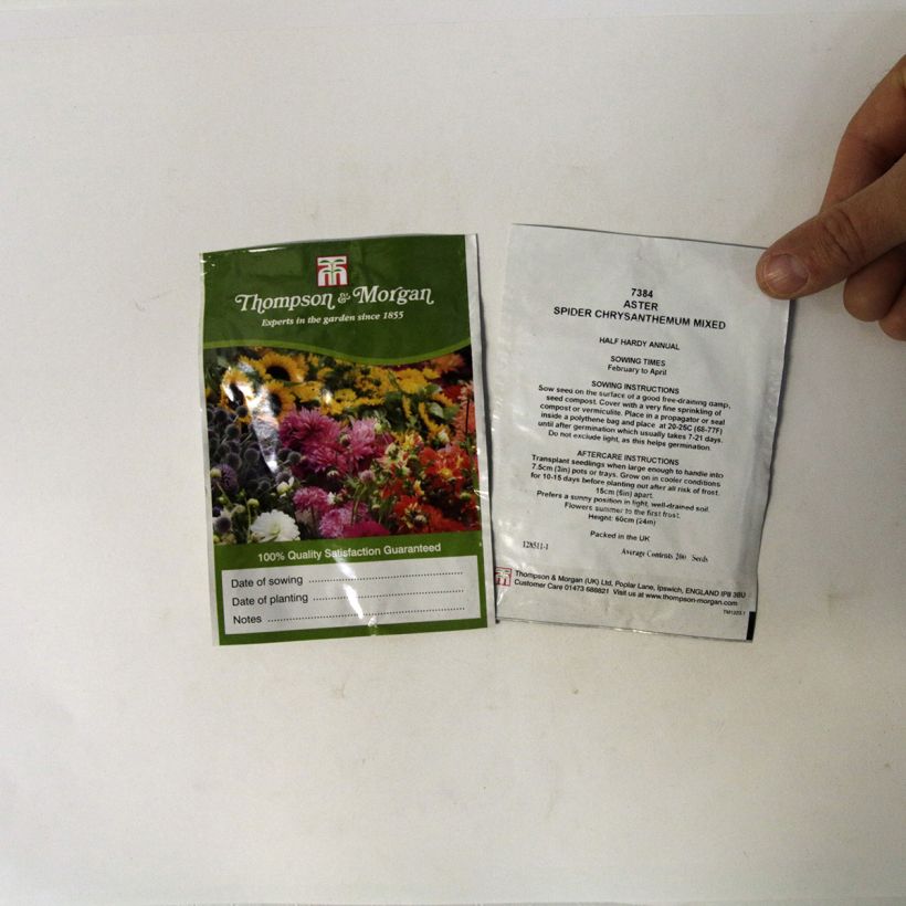 Example of China aster Spider Chrysanthemum Seeds per pack of 200 seeds specimen as delivered