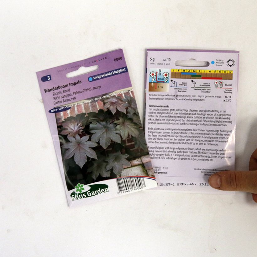 Example of Ricinus communis Palma-Christi per pack of 10 seeds specimen as delivered