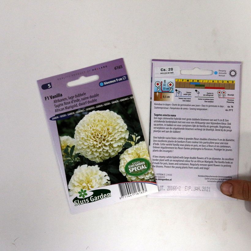 Example of African Marigold Vanilla Seeds - Tagetes erecta per pack of 15 seeds specimen as delivered