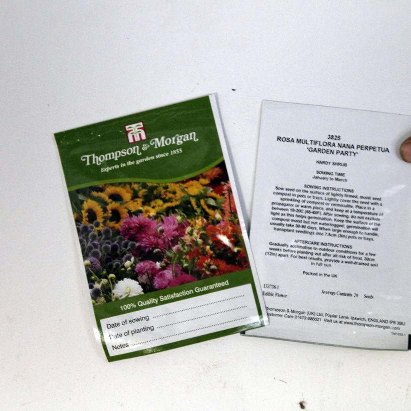Example of Rosa Garden Party - Dwarf Rose per pack of 20 seeds specimen as delivered