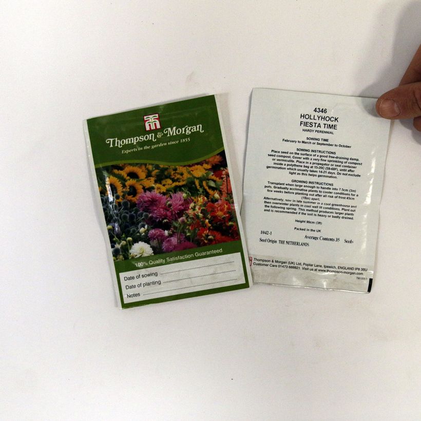 Example of Alcea rosea Fiesta Time Seeds - Hollyhock per pack of 35 seeds specimen as delivered
