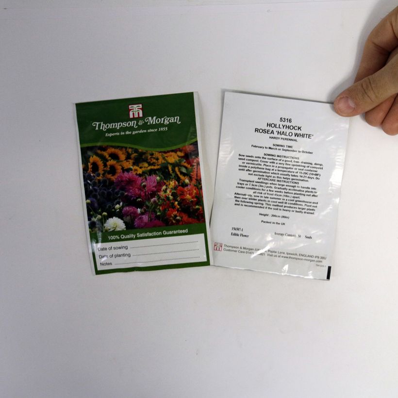 Example of Alcea rosea Halo White Seeds - Hollyhock per pack of 25 seeds specimen as delivered