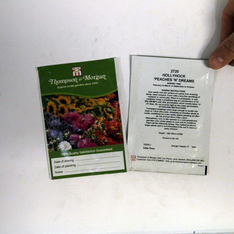 Example of Alcea rosea Peaches N Dreams - Hollyhock per pack of 100 seeds (1g) specimen as delivered