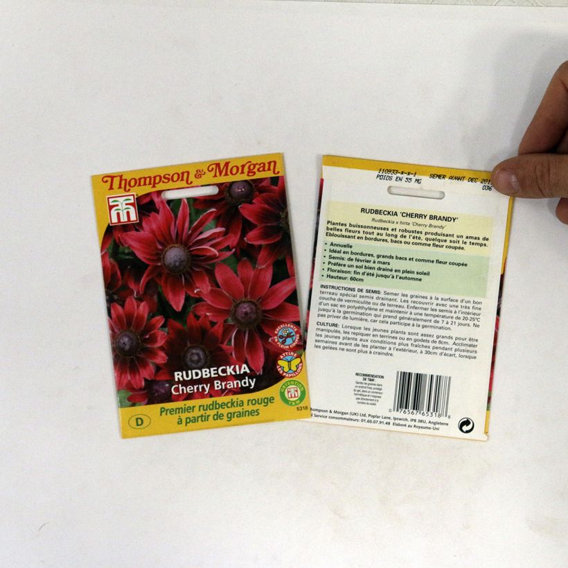 Example of Rudbeckia hirta Cherry Brandy Seeds specimen as delivered