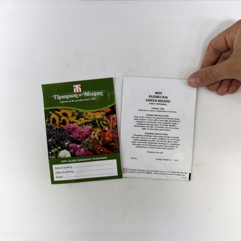 Example of Rudbeckia occidentalis Green Wizard per pack of 50 seeds specimen as delivered