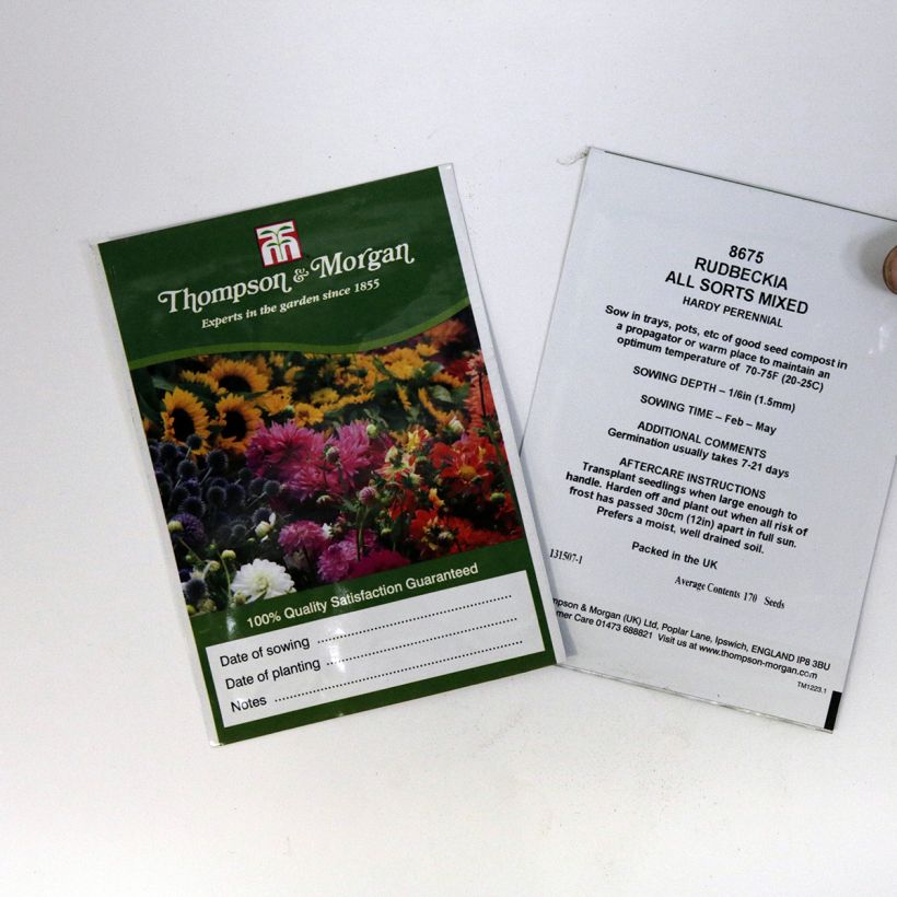 Example of Rudbeckia hirta All Sort Mixed per pack of 170 seeds specimen as delivered