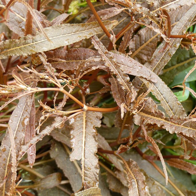 Rumex flexuosus Twister (Foliage)