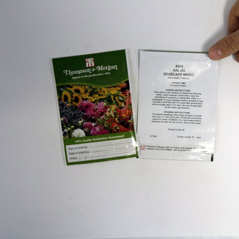 Example of Salvia farinacea Seascape Mixed Seeds - Mealy Cup Sage specimen as delivered