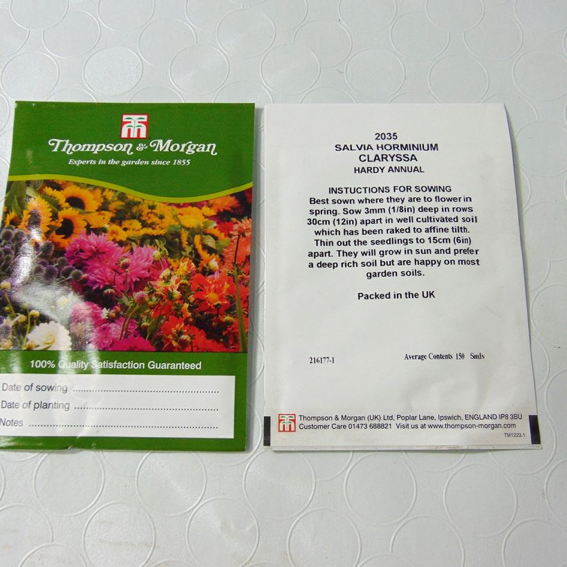 Example of Salvia horminum Claryssa Mixed - Painted Sage Seeds per pack of 150 seeds specimen as delivered
