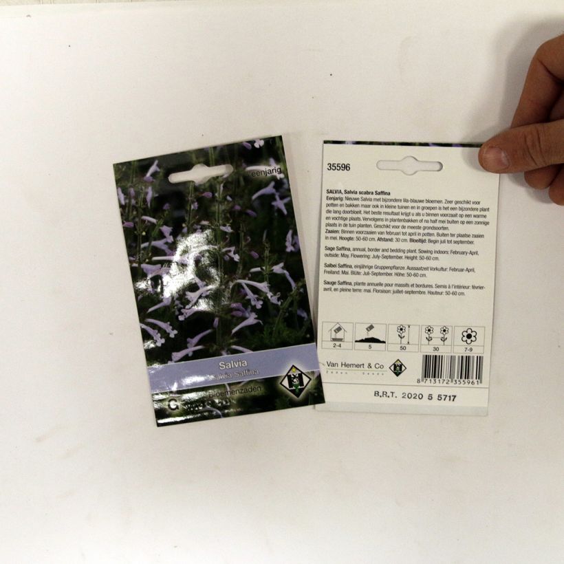 Example of Salvia scabra Saffina per pack of 80 seeds specimen as delivered