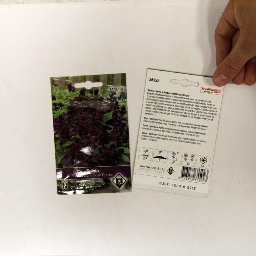 Example of Salvia splendens Lighthouse Purple Seeds - Scarlet Sage specimen as delivered