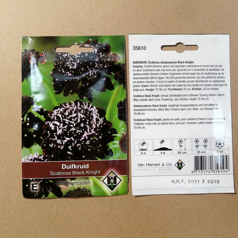 Example of Scabiosa atropurpurea Black Knight Seeds specimen as delivered