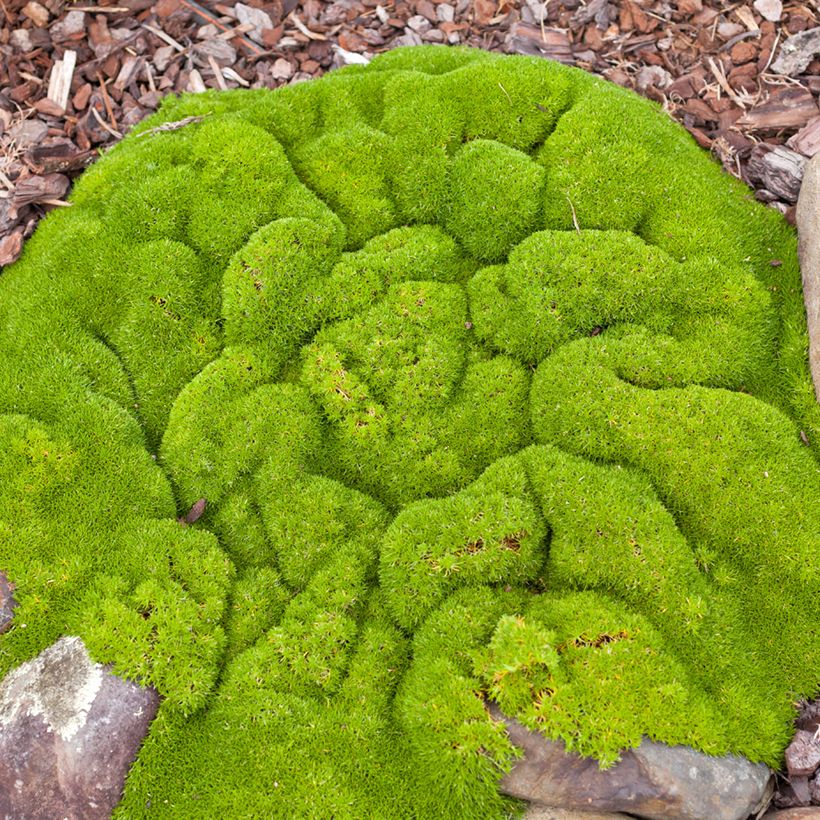 Scleranthus biflorus (Plant habit)
