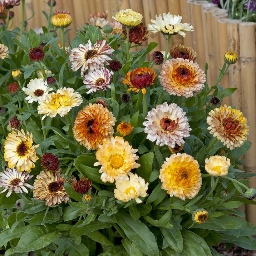 Calendula officinalis Playtime Mix - Marigold (Plant habit)