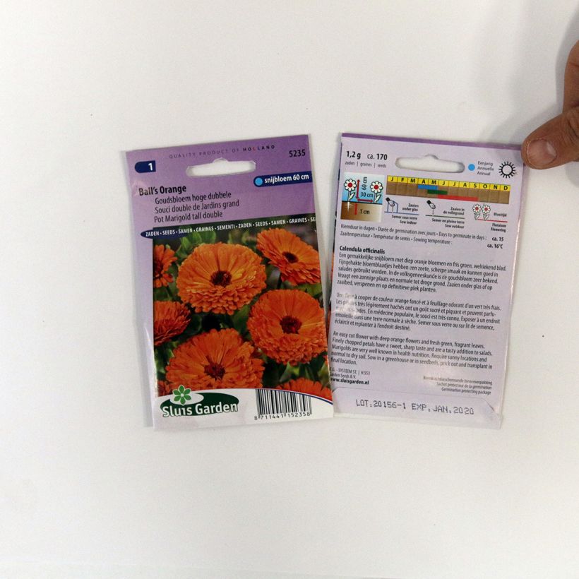 Example of Calendula officinalis Ball’s Orange Seeds - Pot Marigold specimen as delivered