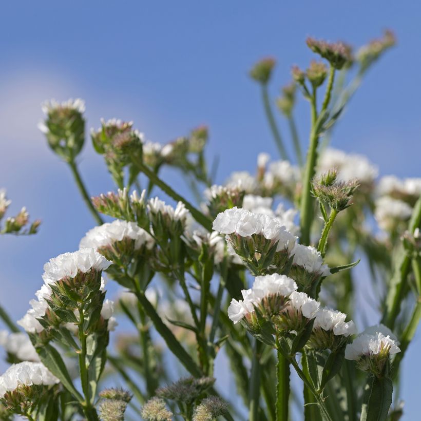 Limonium sinuatum Forever Silver - Waved Sea Lavender (Flowering)