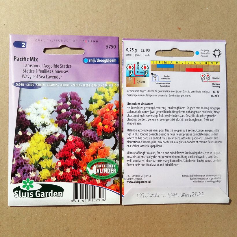 Example of Sea lavender Pacific Mix Seeds - Limonium sinuatum specimen as delivered