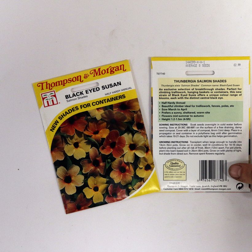 Example of Thunbergia alata - Black-eyed Susan Vine Salmon Shades per 2 g seed pack specimen as delivered