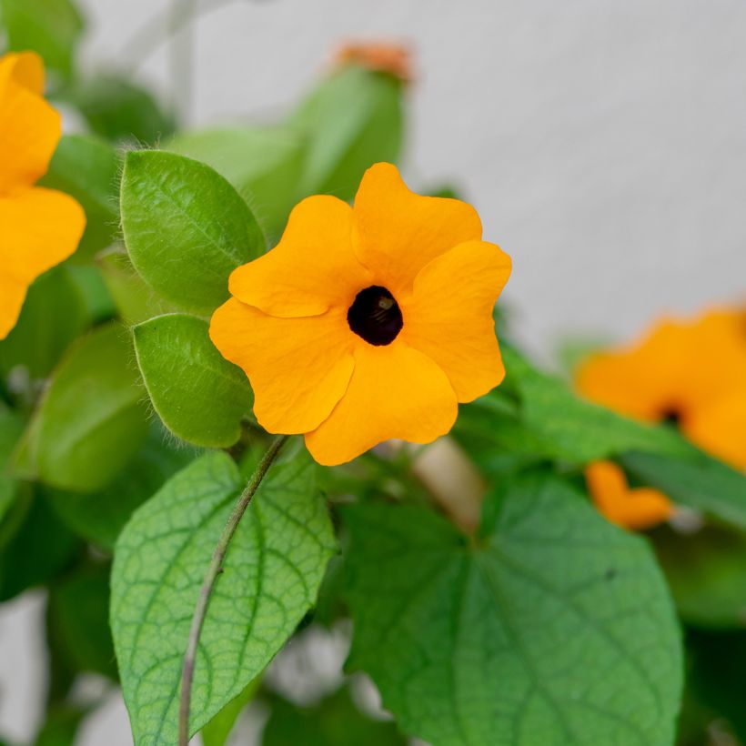 Thunbergia alata Seeds (Foliage)