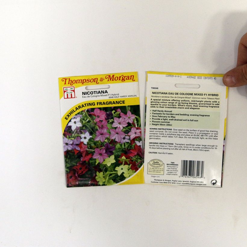 Example of Tobacco plant Eau De Cologne Mixed F1 Hybrid Seeds - Nicotiana x sanderae per pack of 40 seeds specimen as delivered