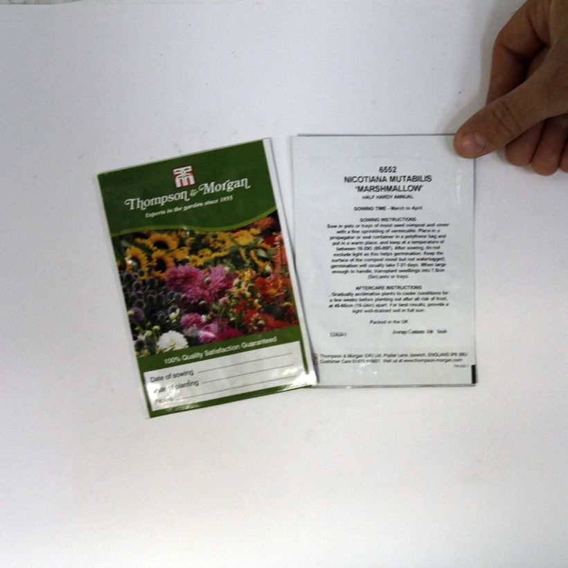 Example of Tobacco plant Marshmallow Seeds - Nicotiana mutabilis specimen as delivered
