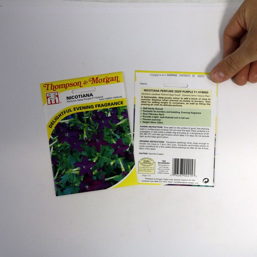 Example of Tobacco plant Perfume Deep Purple F1 Hybrid Seeds - Nicotiana x sanderae per pack of 40 seeds specimen as delivered