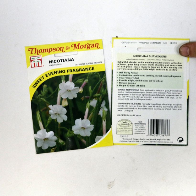 Example of Nicotiana suaveolens per pack of 100 seeds specimen as delivered