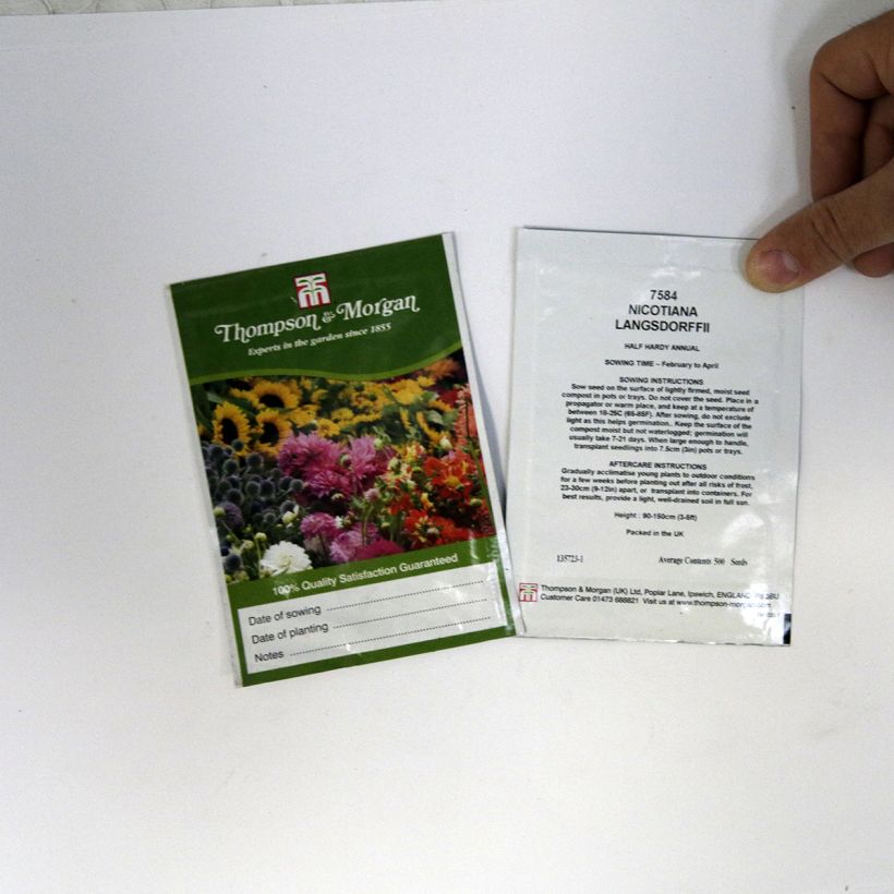 Example of Nicotiana langsdorffii  specimen as delivered