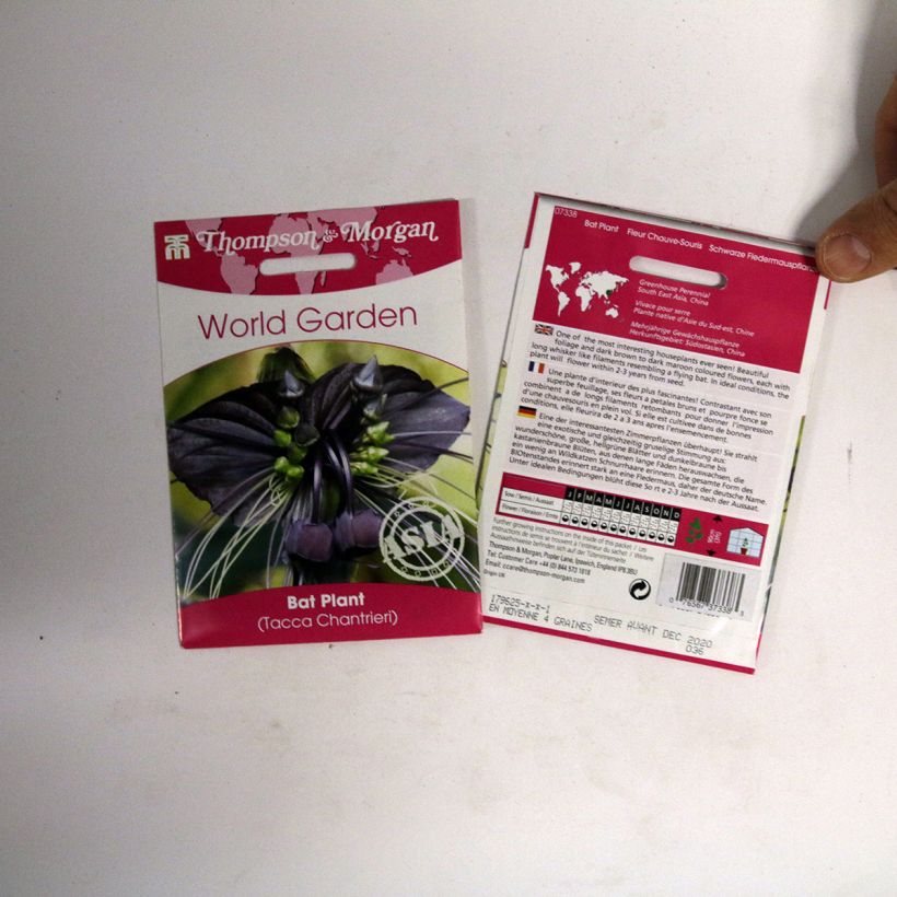 Example of Tacca chantrieri Seeds - Bat plant per pack of 15 seeds specimen as delivered