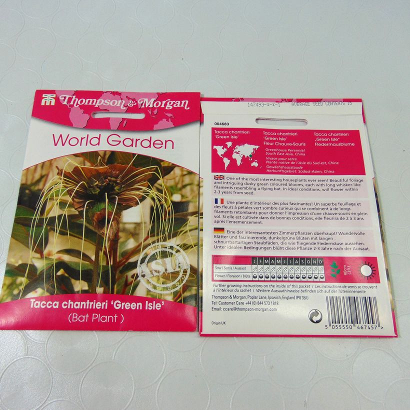 Example of Tacca chantrieri Green Isle seeds per pack of 15 seeds specimen as delivered
