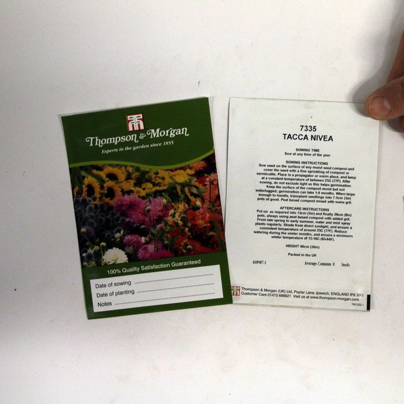 Example of Tacca chantrieri Nivea Seeds - White bat plant per pack of 8 seeds specimen as delivered