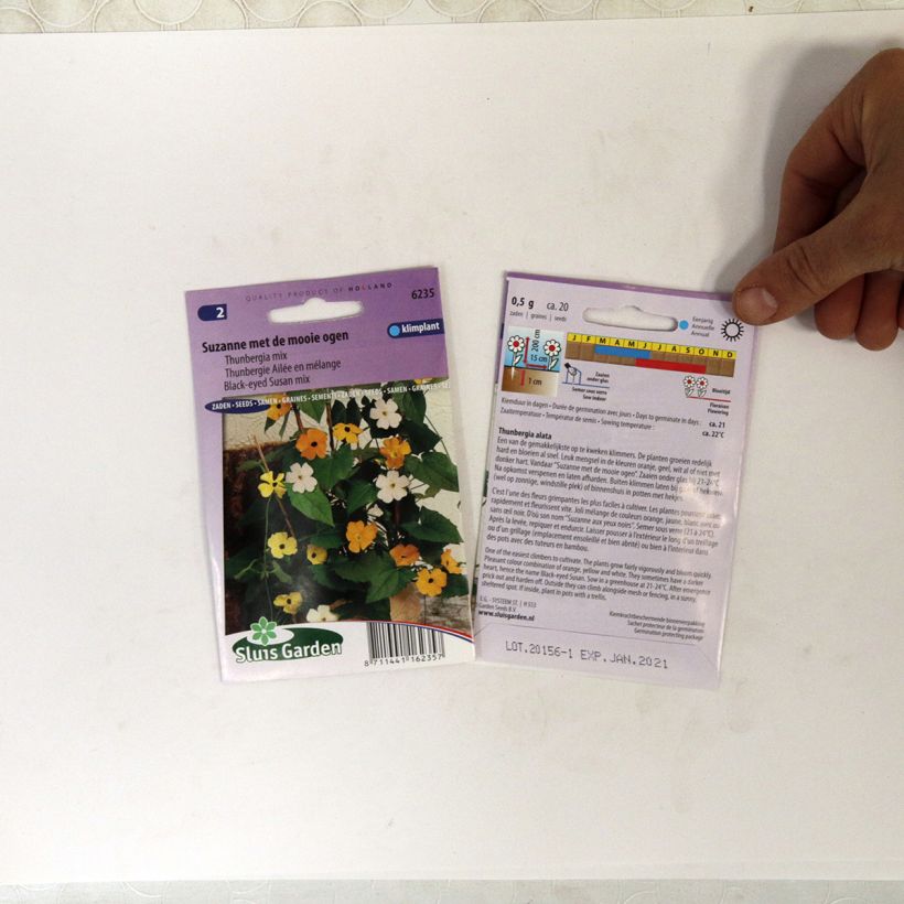 Example of Thunbergia alata Seeds specimen as delivered