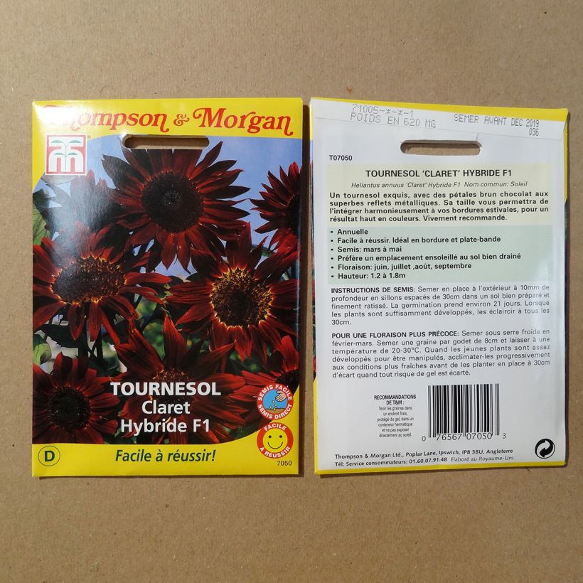 Example of Sunflower Claret F1 Seeds - Helianthus annuus specimen as delivered