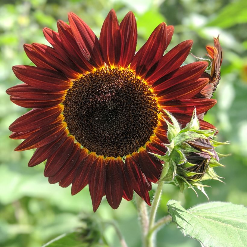 Helianthus annuus Desire Red F1 (Flowering)