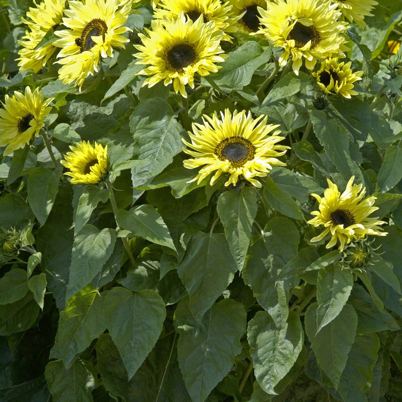 Helianthus annuus 'Garden Statement' (Foliage)