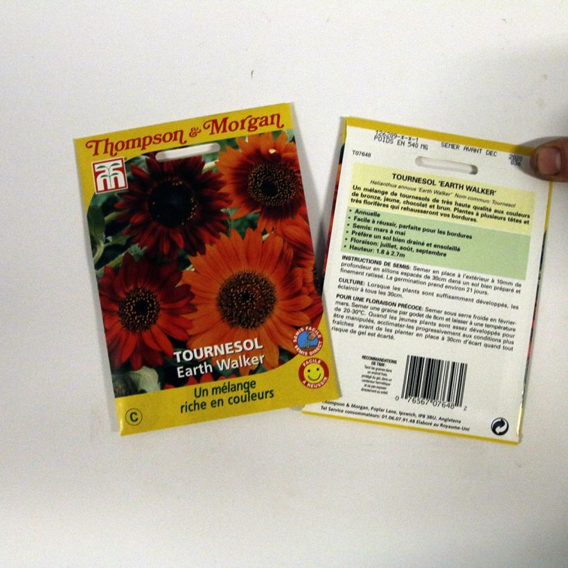 Example of Sunflower Earthwalker Seeds - Helianthus annuus per 0.95 g seed pack specimen as delivered