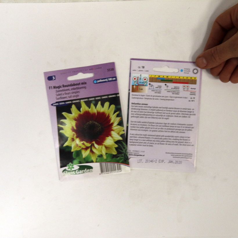 Example of Magic Roundabout F1 Sunflower Seeds - Helianthus annuus specimen as delivered