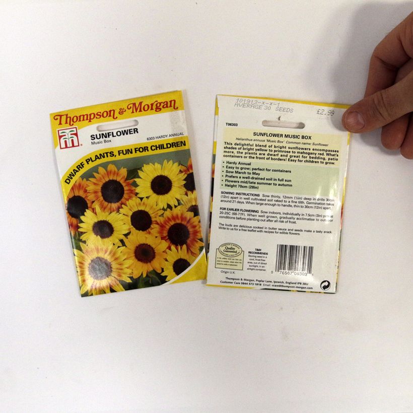 Example of Sunflower Music Box seeds - Helianthus annuus specimen as delivered