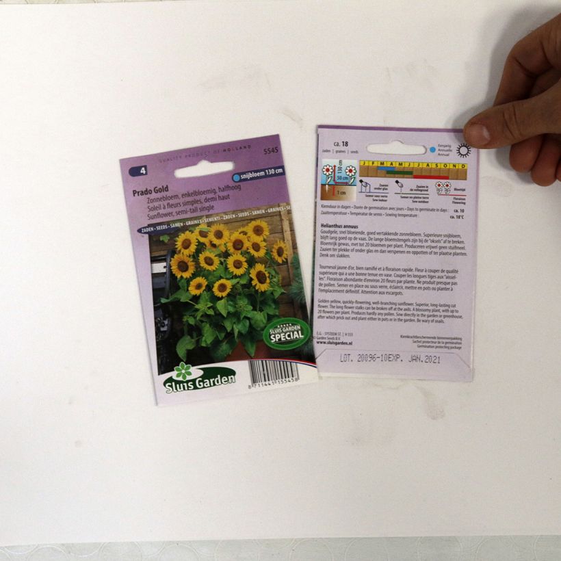 Example of Semi-Dwarf Sunflower Prado Gold Seeds - Helianthus annuus per pack of 18 seeds specimen as delivered